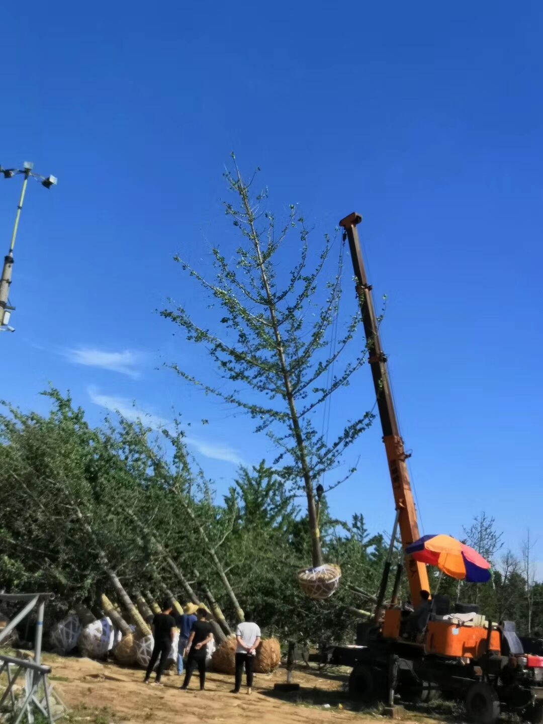 �����̻����� ��������ľ����13287155888