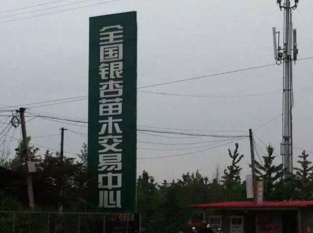 ������ľ��������